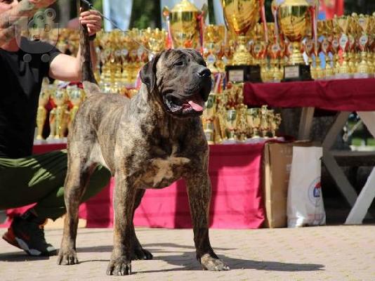 Dogo Canario - Κουτάβια Presa Canario
